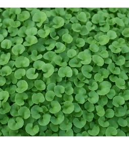 Dichondra – A jövő pázsitja a klímaváltozás idején