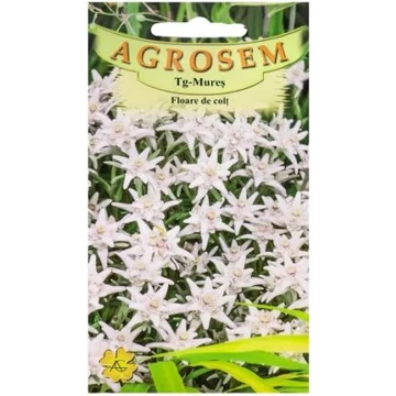 Havasi gyopár  Havasi gyopár