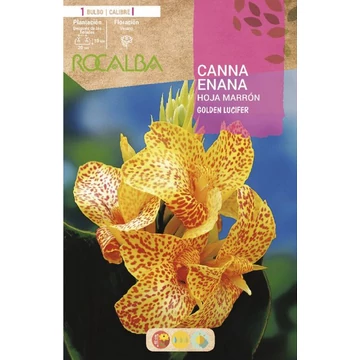 Kanna pöttyös sárga különlegesség Golden Lucifer 