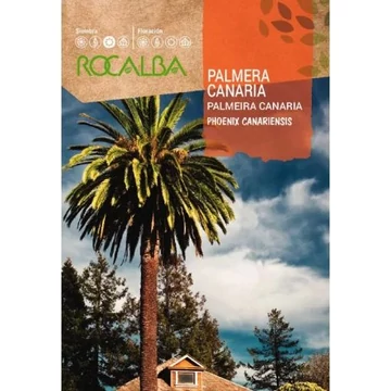 Canaria főnix pálma  Canaria főnix pálma