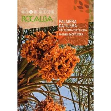 Datolyapálma  Datolyapálma