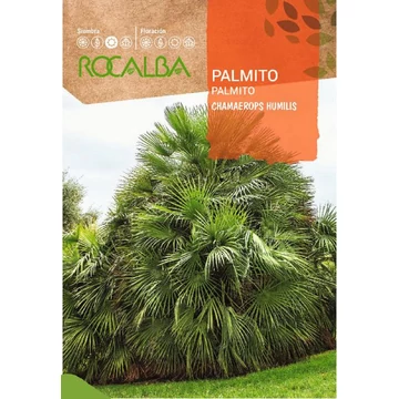 Lószörpálma  Törpe "R"