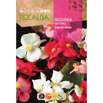 Begónia  Begónia