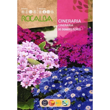Cineraria  Csodaszem  AKCIÓS !! Cineraria  Csodaszem  AKCIÓS !!