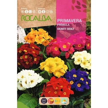 Kerti kankalin AKCIÓS 