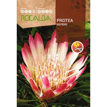 Protea Repens