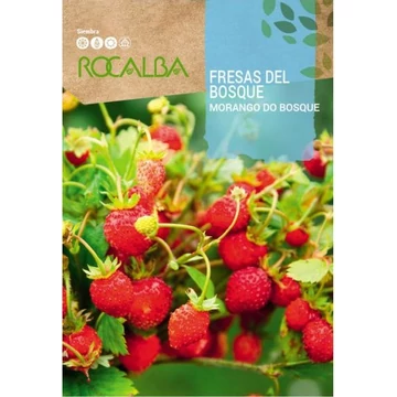 Vadszamóca ( erdei eper)  "R"