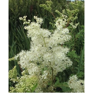 Réti legyezőfű (Filipendula ulmaria) Réti legyezőfű (Filipendula ulmaria)