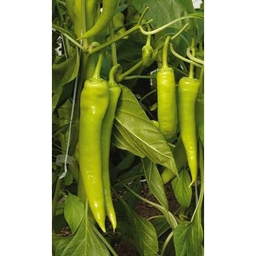 Paprika  Zöld kos Édes ! Paprika  Zöld kos Édes !