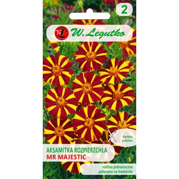 Bársonyvirág  csíkos  W.L