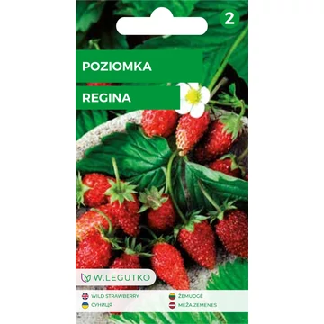 Vadszamóca ( erdei eper)    W.L