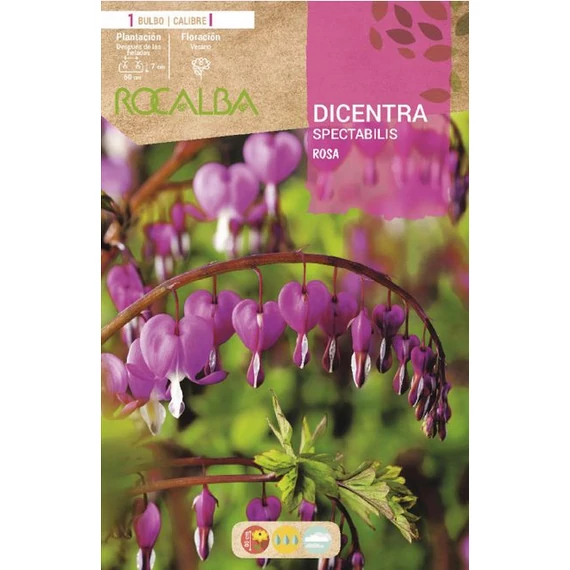 Szívvirág (Dicentra) Rózsaszín 