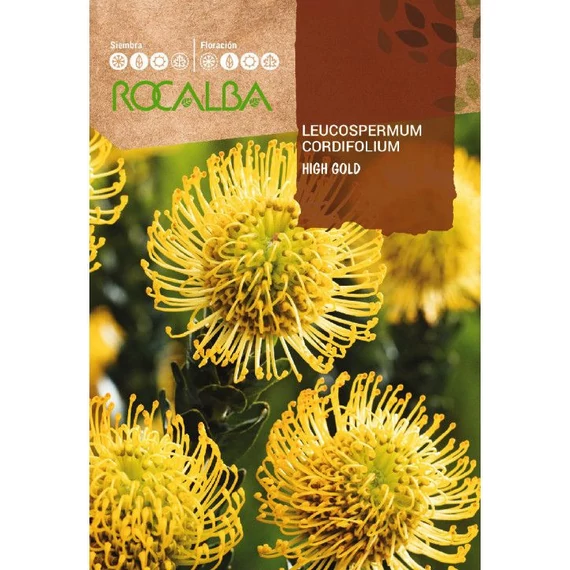 Protea Leucospermum High Gold Protea Leucospermum High Gold