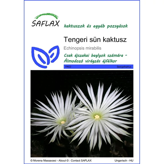 Tengeri sün kaktusz "S"