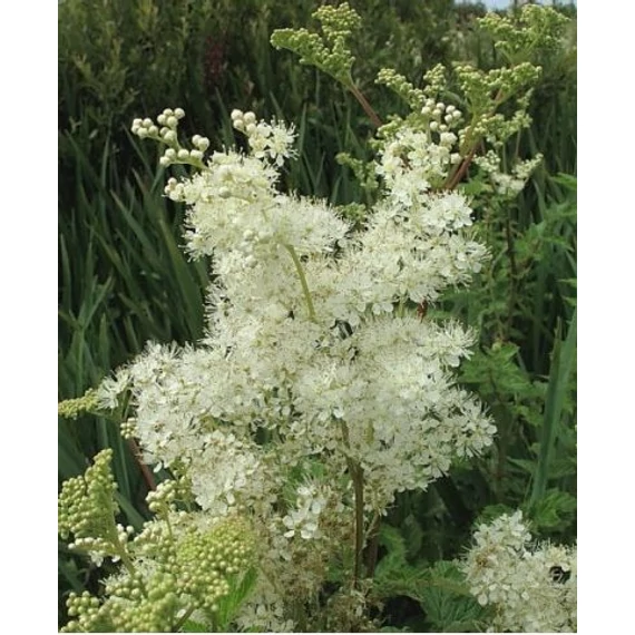 Réti legyezőfű (Filipendula ulmaria) Réti legyezőfű (Filipendula ulmaria)