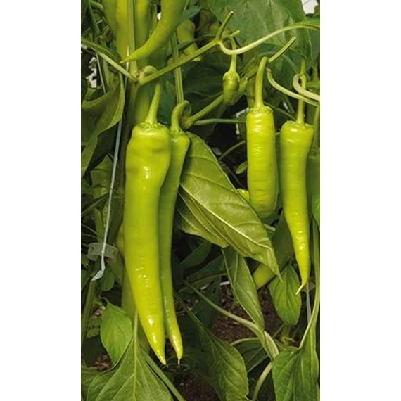 Paprika  Zöld kos Édes ! "SZM"