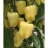 Kép 2/2 - Paprika  " Bernita" F1 "KM"