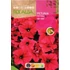 Kép 1/2 - Petunia nagyvirágú piros AKCIÓS  Kép 1/2 - Petunia nagyvirágú piros AKCIÓS