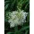 Kép 2/2 - Réti legyezőfű (Filipendula ulmaria) Kép 2/2 - Réti legyezőfű (Filipendula ulmaria)