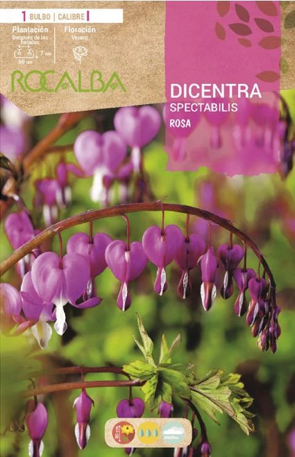 Szívvirág (Dicentra) Rózsaszín 