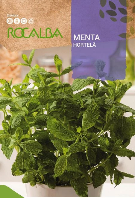 Menta 