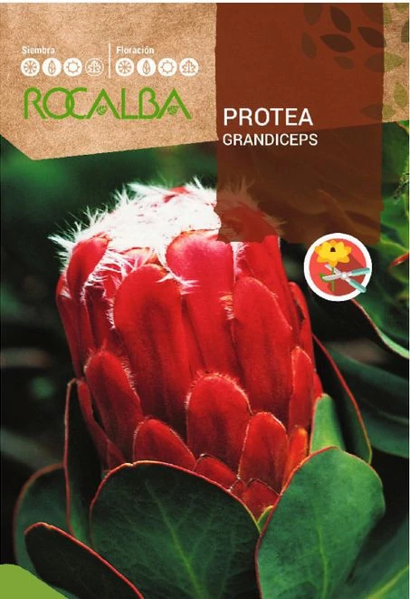 Protea grandiceps