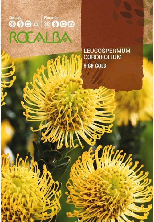Protea Leucospermum High Gold