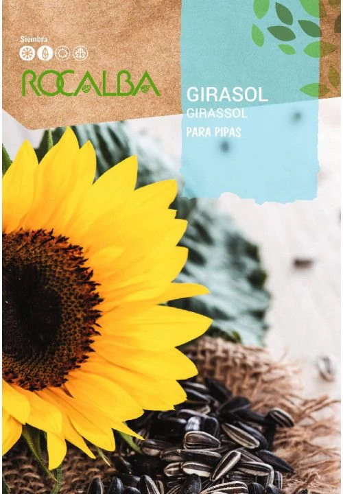 Napraforgó (Helianthus annuus) Girasol Para Pipas 