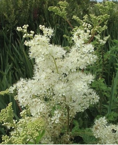 Réti legyezőfű (Filipendula ulmaria)
